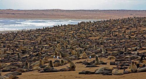 La vie sauvage - Colonie de phoques à Cape Cross