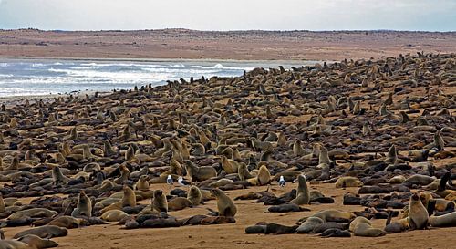 Zehntausende Robben am Cape Cross in Namibia