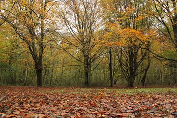 Autumn forest by Marcel Alsemgeest