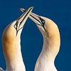 Fous de Bassan d'Helgoland sur Michael Valjak