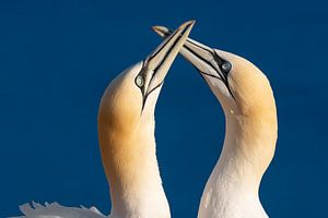 Helgoland Basstölpel