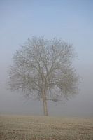 boom zonder bladeren in de winter in een weiland in de mist