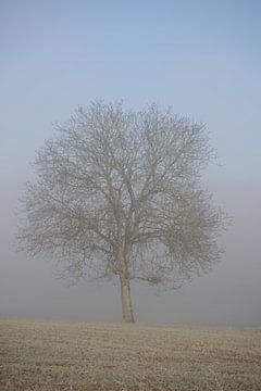 boom zonder bladeren in de winter in een weiland in de mist van Andreas Freund