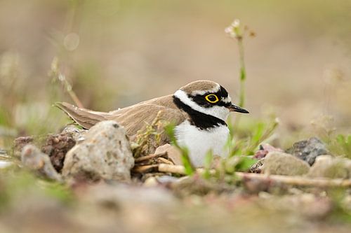 Little ringed plover