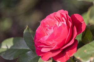 rosa Rose