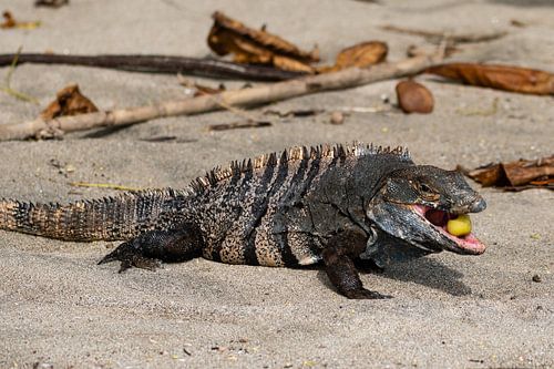 Schwarzer Leguan in Costa Rica