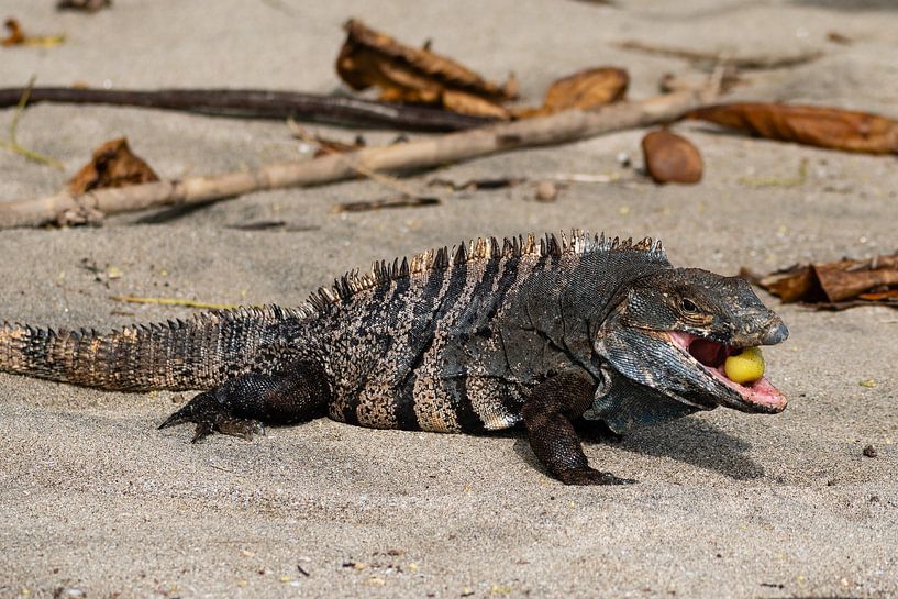 Schwarzer Leguan in Costa Rica von Marcel Dekker