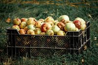 Les Pommes