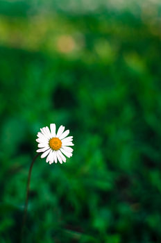 La marguerite solitaire