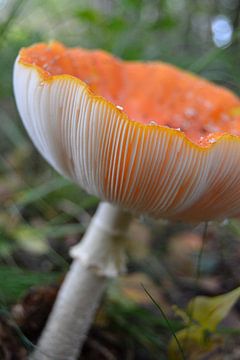 Herfst elementen natuurfoto. van Foto GERfie