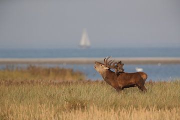 Hirsch bei der Brunft im Nationalpark Vorpommersche Boddenlandschaft