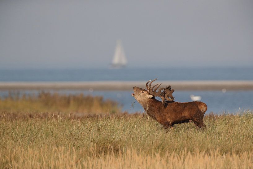 Herten tijdens de bronst in het Nationaal Park Vorpommersche Boddenlandschaft van Frank Fichtmüller