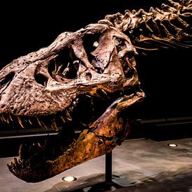 Skelet Tyrannosaurus Rex van Jorn Wilms