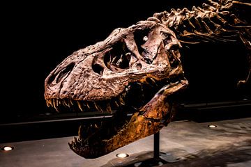 Skelet Tyrannosaurus Rex van Jorn Wilms