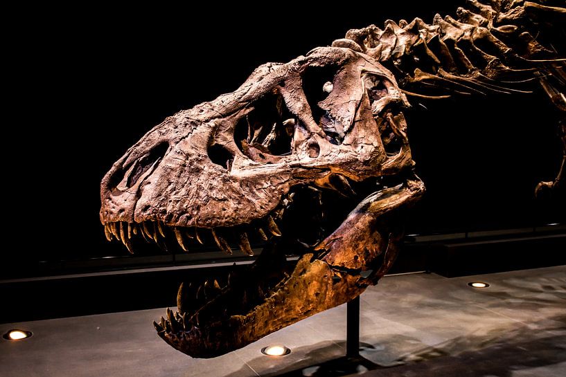 Skelet Tyrannosaurus Rex par Jorn Wilms