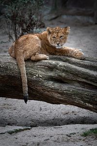 Portrait d'un jeune lion (lionceau) sur Chihong