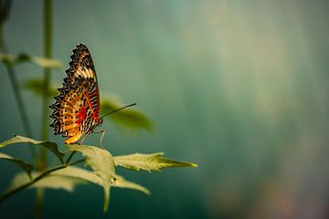 Bunter Schmetterling von Shanna van Mens Fotografie