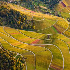 Aerial photography of vineyards near Stuttgart by Werner Dieterich