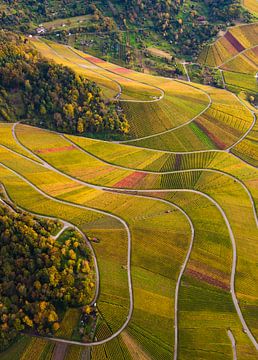 Aerial photography of vineyards near Stuttgart by Werner Dieterich
