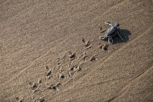 Turtle Jong - Meru Betini, East Java, Indonesia by Martijn Smeets
