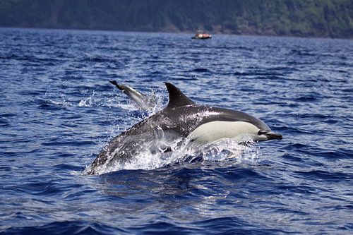 Gewone dolfijn