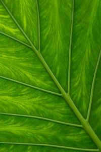 Feuille