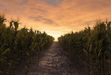 Allée entre deux champs de maïs dans le soleil du soir sur Besa Art