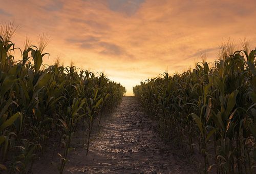 Een gangpad tussen twee korenvelden in de avondzon