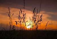 Grain with setting sun