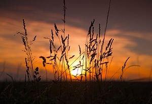 Graan met ondergaande zon van Anton de Zeeuw