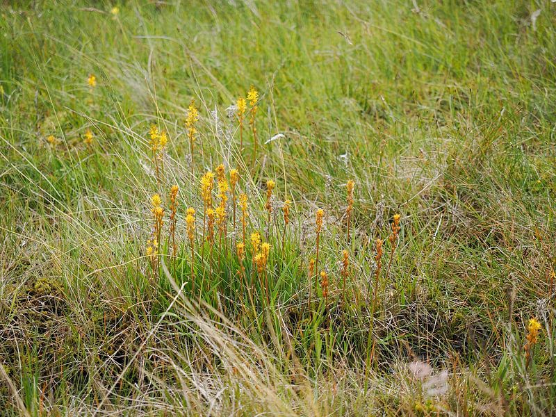 Cassure osseuse dans la tourbière par Joep Dirkx