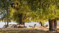 Les chevaux Konik cherchent l'ombre sur le Waal