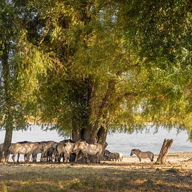 Konik horses seek shade on the Waal by Michel Seelen