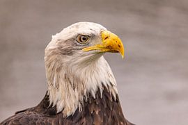 Amerikanischer Seeadler, Haliaeetus leucocephalus, auch Weißkopfseeadler genannt