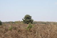 Einsamer Baum in der Heide