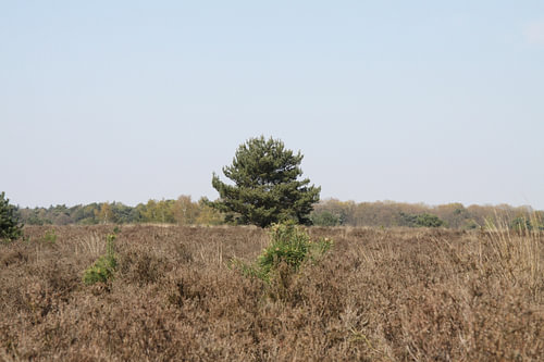Eenzame boom op de heide