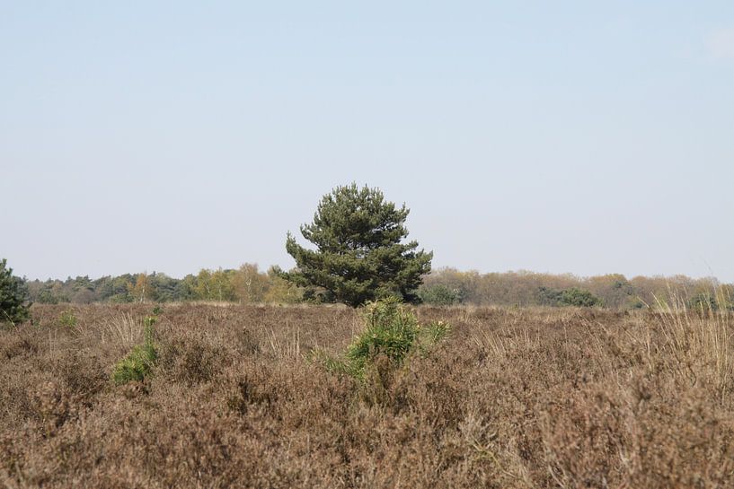 Einsamer Baum in der Heide von Spijks PhotoGraphics