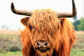 Schotse hooglander portret van Bobsphotography