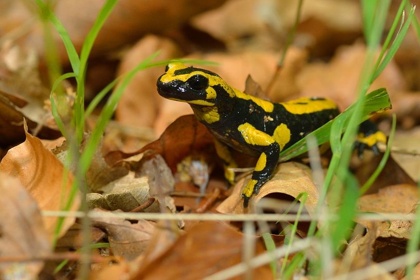 Feuersalamander von Karin Jähne