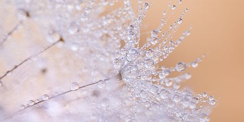 Pastelkleurig panorama van druppels aan pluisjes