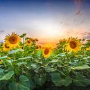 Sunflowers in the evening by Melanie Viola thumbnail