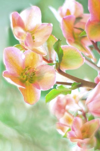 Bloemen in pastelkleur