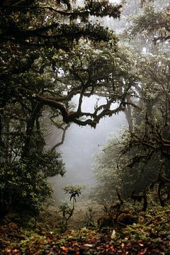 View through a misty jungle by Colinda Riemens