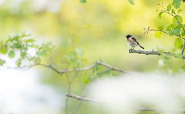 The stonechat