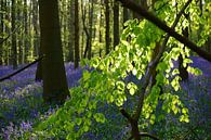 Bloemen in het Hallerbos par Michel van Kooten Aperçu