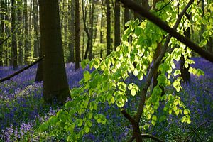 Bloemen in het Hallerbos von Michel van Kooten