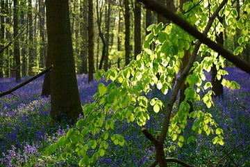 Bloemen in het Hallerbos van Michel van Kooten