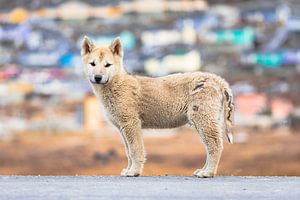 Groenlandse husky pup in Ilulissat van Martijn Smeets