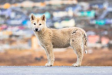 Groenlandse husky pup in Ilulissat van Martijn Smeets
