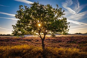 Zonsopkomst op de heide, Loonse en Drunense duinen van Goos den Biesen